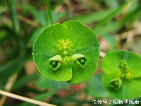 农村人称“猫儿眼”，从前遍地都是无人采摘，现在城里10元一斤