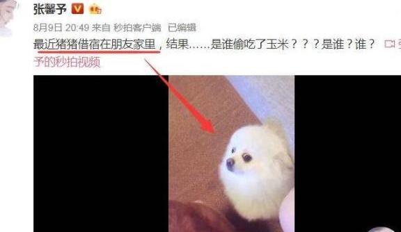 张馨予何捷正面回应怀孕传闻，惊呆众人，网友：做梦都要笑醒了吧