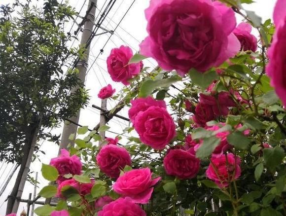  叶绿花@养月季，盆土用点小技巧，叶绿花多长得壮