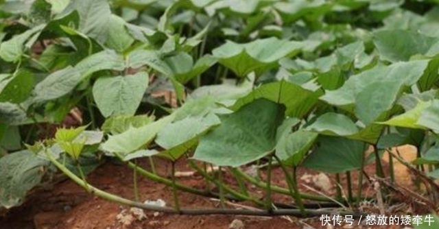  『蔬菜』农村4种“野菜”，以前没人爱，如今成高档蔬菜，想吃得花钱买
