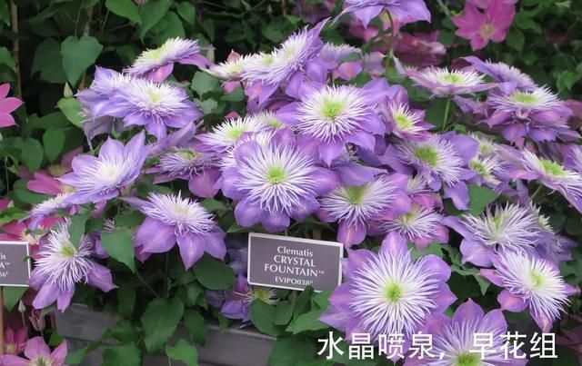  『铁线』铁线莲：韧如铁线，花开如莲，耐寒耐热，花园必备。