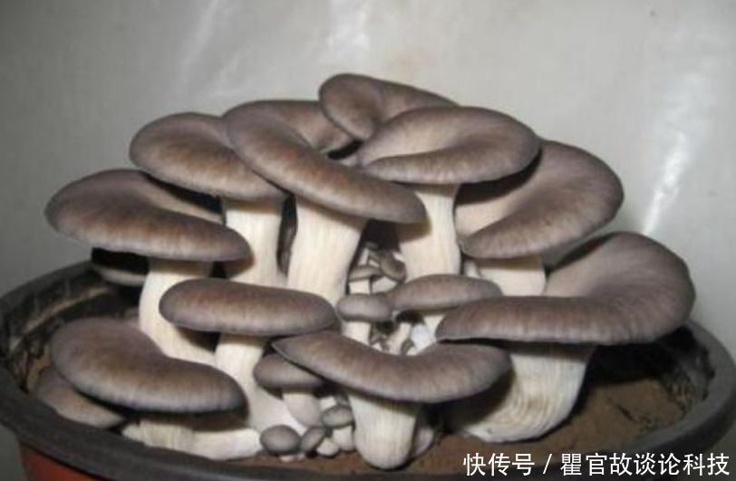  【漂亮】“1种蔬菜”种阳台，吃完一茬又一茬，养成盆景比花漂亮10倍！