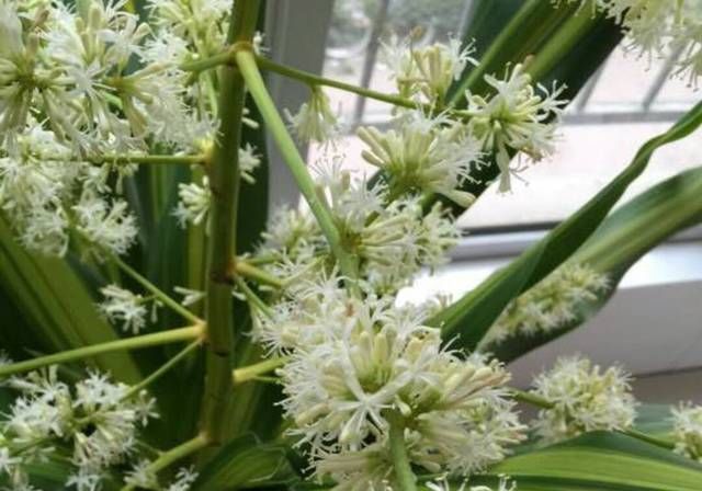  讲讲：观叶植物也门铁你知道多少也门铁怎么扦插繁殖讲讲土培和水培