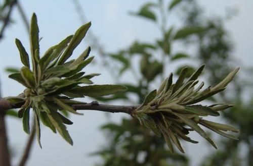  【伤口】雨水多发季节，苹果树易发生小叶病害，这些操作要避免！