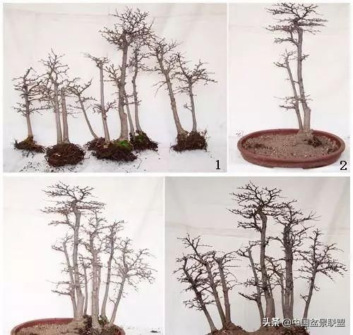 组合丛林式盆景的9个步骤