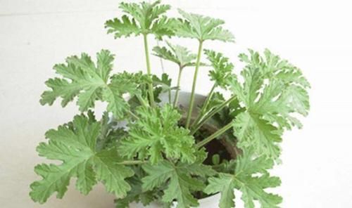  『薄荷』哪些植物有驱蚊的作用？什么植物驱蚊效果最好？