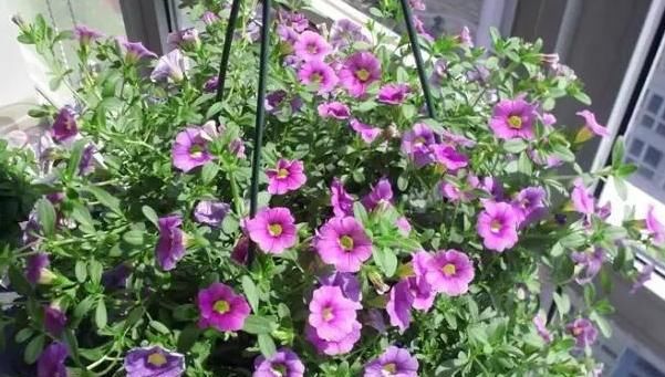  #春末#五颜六色的爬藤牵牛花,春末在盆里埋入几粒种子,开出灿烂花朵