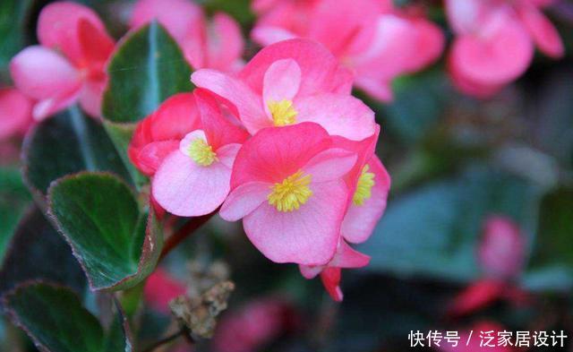 「养花」养花就养3种“贱养”的,现在正是养护的好时候,开花量大花期长