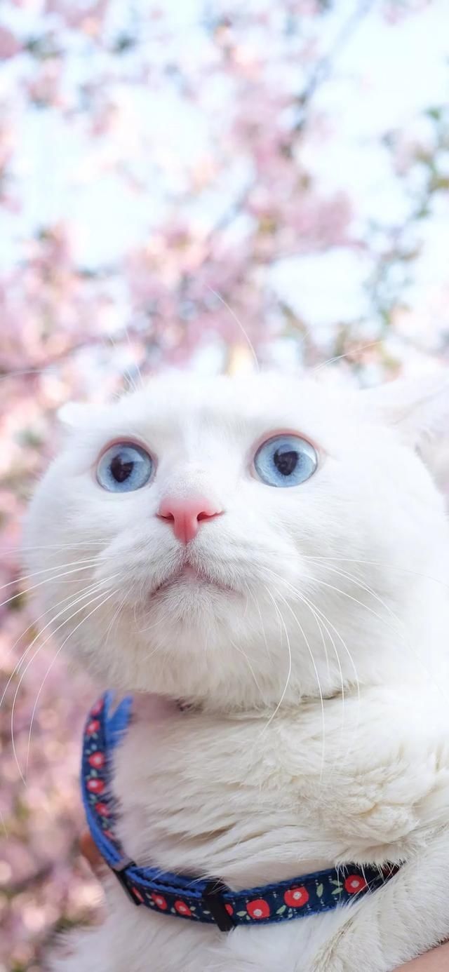  『星球』80张超可爱的猫咪壁纸丨我来自喵星球，来地球只是为了遇见你