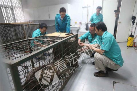 疗伤三个月雪豹痊愈 凌雪太后今天回家