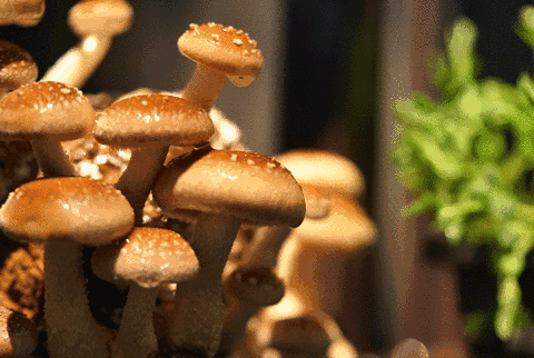 农民发现了这个“废物”的妙用，一年产值60万元，多赚10万元！