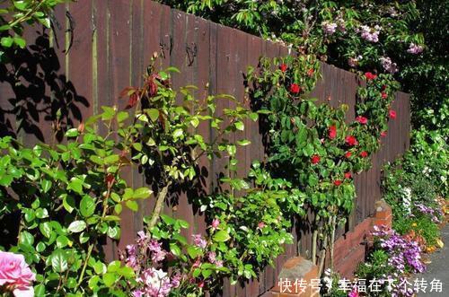  「快乐」篱笆小院住在乡村的快乐，你想体验吗！