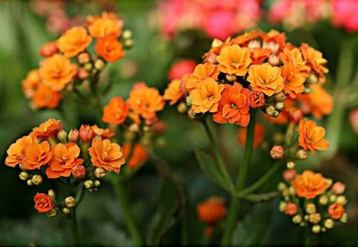  「玉树」养花要“舍得”，5种花“越剪越旺”，四季花开，开花变成棒棒糖