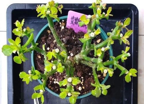  花养@长寿花养出大粗枝，一年到头不窜芽，该剪就得剪！