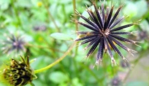  「喜欢」喜欢黏在衣服的入侵物种，曾经满山遍地，如今因医用价