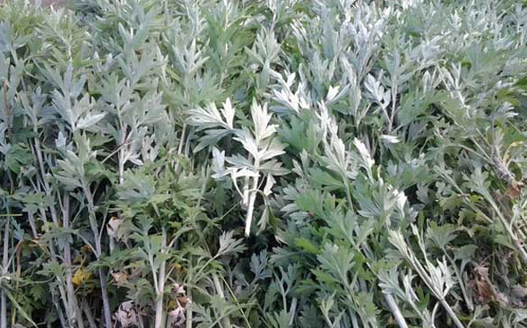 艾草洗澡的功效作用有哪些 需要注意什么?