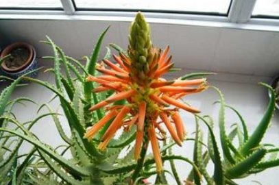  #过程中#见过“芦荟”开花吗？想要开出漂亮的花，掌握3点就够了！