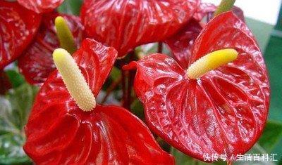 适合:有一种花卉,花开艳丽,花期长,开花量繁多,适合在室内盆栽养护
