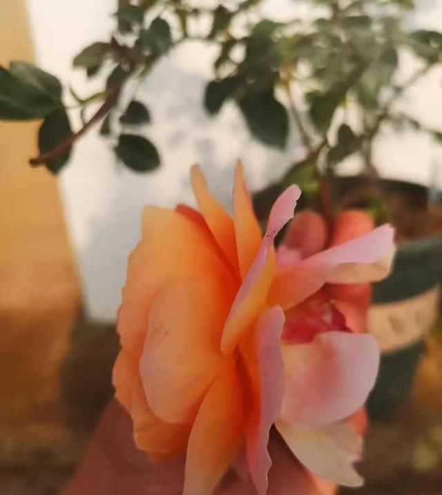  『丰花性好』狼家自育的表现到底如何，戳进来看看花友们的大实话