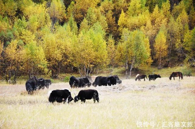 林芝的秋天，才是你最不该错过的天堂，有一百种秋色等你pick