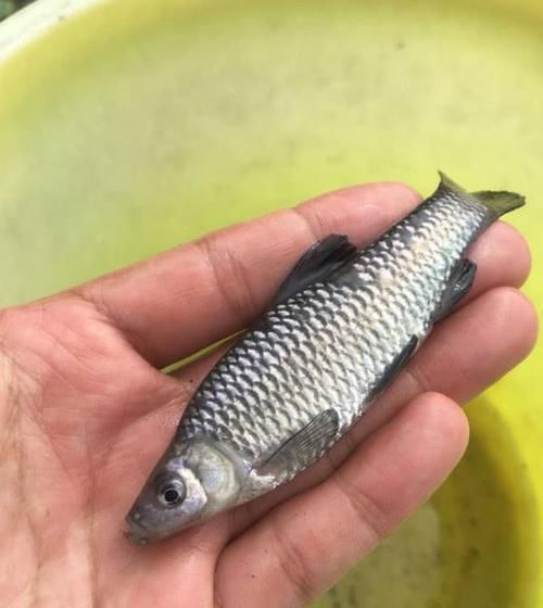  「鳑鲏」钓正经鱼总是空军，不如钓这几种小鱼，带回家油炸比吃肉过瘾多了