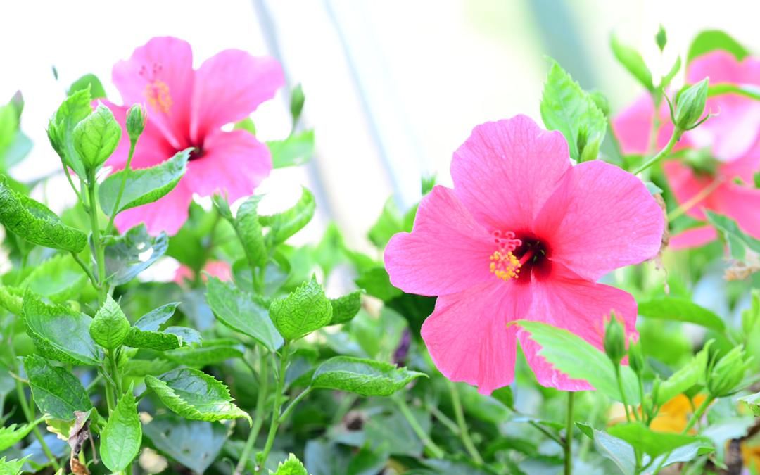  显得@8个拍花小技巧，新手也能拍出大片，发朋友圈上档次！