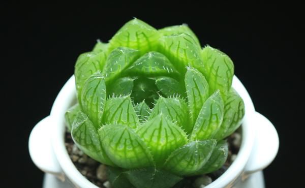  [阳光]玉露是能耐阴的多肉植物，多肉十二卷玉露怎么晒太阳？