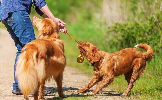 狂犬病潜伏期长达20年？别再被谣言所欺骗了！都是瞎编的！