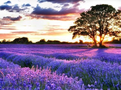  「人生就像一」有一种浪漫叫“紫色”