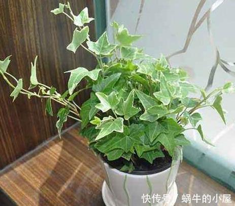  长寿花：卧室养上“4种花”，一觉睡到太阳晒屁股，睡得香，精神头才会好