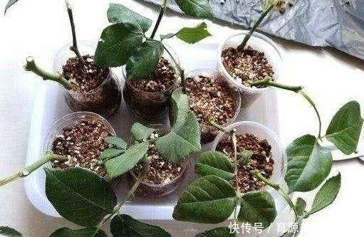 扦插|5种花,适合6月份扦插,精心养护下,7月长满盆