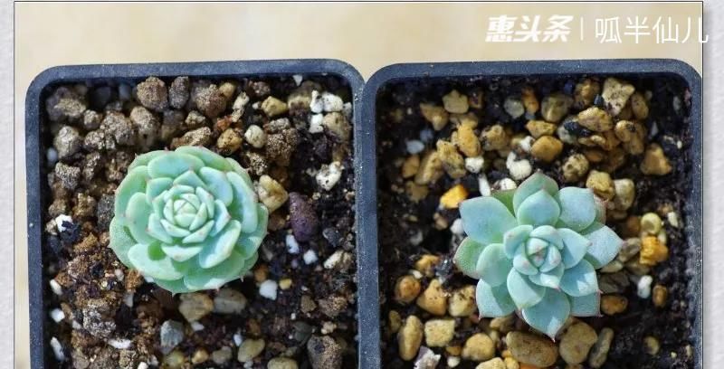  #上名#傻傻分不清的多肉，就看它这儿，一眼就能叫上名！