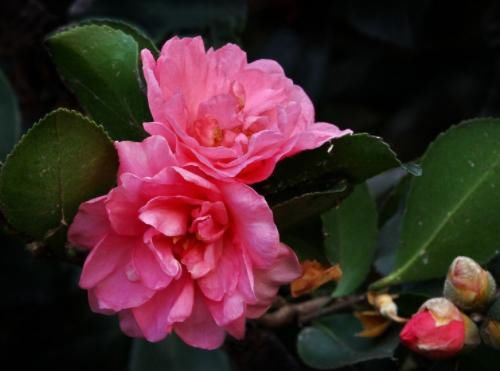  #新手#家里养这4种花，四季赏花停不下来，花朵多，新手轻松养爆盆