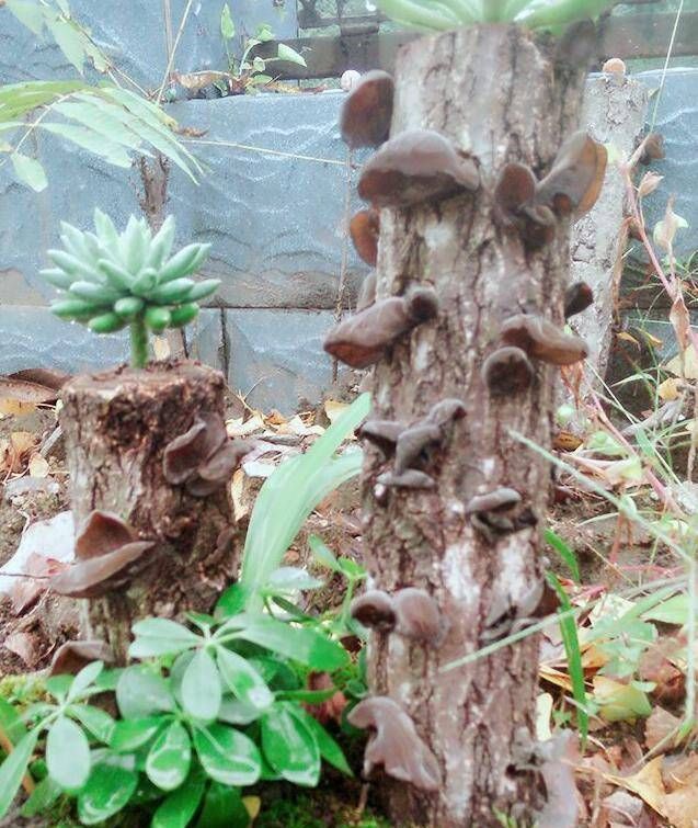  『吃不完』木耳在家盆栽，不花一分钱，7天收一茬，年年吃不完，好看又好吃