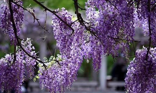  [种花]“3种花”见光容易死，哪里“阴暗”摆哪里，花开四季不停歇