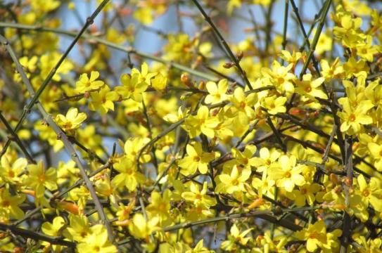  「顺利」春季养花，这款植物值得一试，把握“3个”关键点，顺利生长！