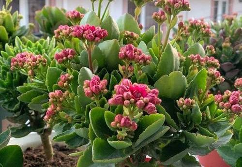  【开花数量】朋友给的“圣诞伽蓝菜”，以为是宝贝，原来3块一盆，开花可真多