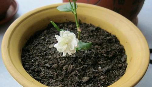  [枯萎]封闭阳台养护的茉莉花掉叶枯萎怎么办？老花匠只需一招，快速爆盆