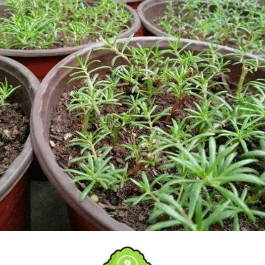  『植物』清明后你“扦插”了吗3种生命力极强的花，只需要插个枝就能活！