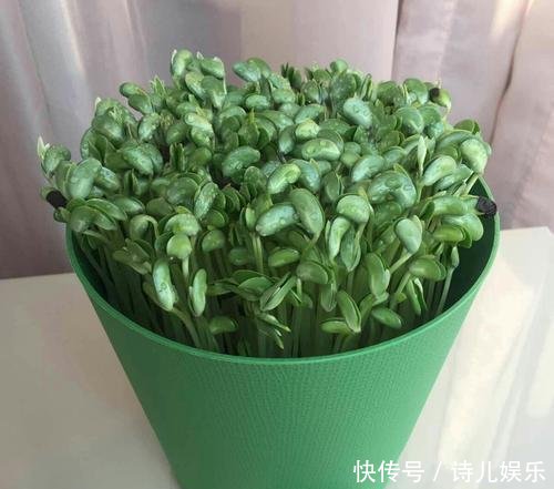  蔬菜：这3种“自种菜”发芽快，放在阳台正合适，想吃直接掐一把