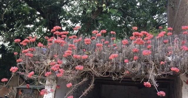  「得像」急性子就养铜钱草，俩月爆满整个家，多得像生物入侵