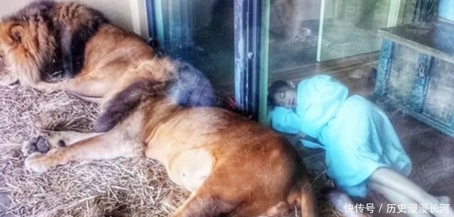 世界上“最大胆”的酒店:可以和动物结伴睡觉,还能近距离观看!