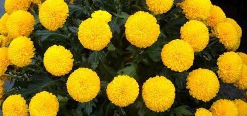 『美极了』这款菊花,在菊花排名里数一数二,花团锦簇,婀娜多姿,美极了