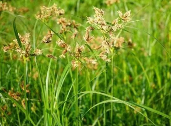 以前农村的杂草，如今被广泛种植，15元一斤成“摇钱树”