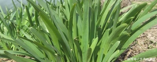  塑料■冬季养盆栽韭菜，只需做“1步”，叶子又肥又壮，收获一茬接一茬