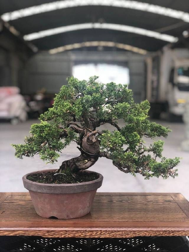  『来看第』农村老伯分享的几盆真柏树盆景，盆盆都是精品，不同角度不同的美