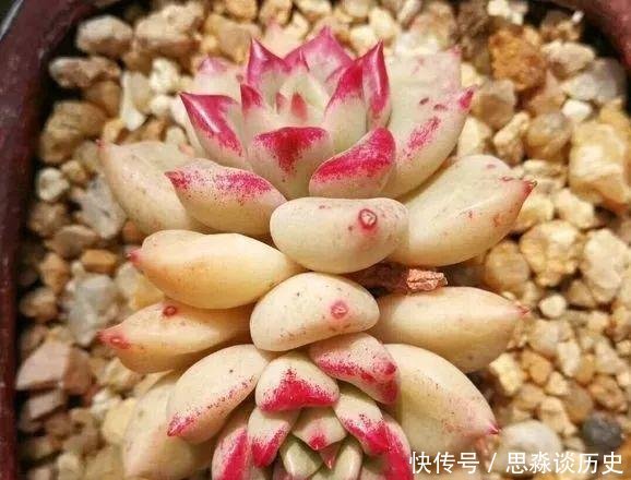 『发财树』10米长的绿萝,阳台放不下了,看看他是怎么养的吧