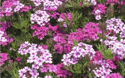 『值得』3种花,现在种下正当时,花量丰富,养护简单,值得拥有!