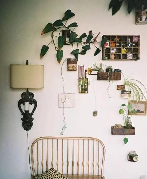  「空间」植物还种在地上？隔壁邻居把植物挂在了墙上，美翻了