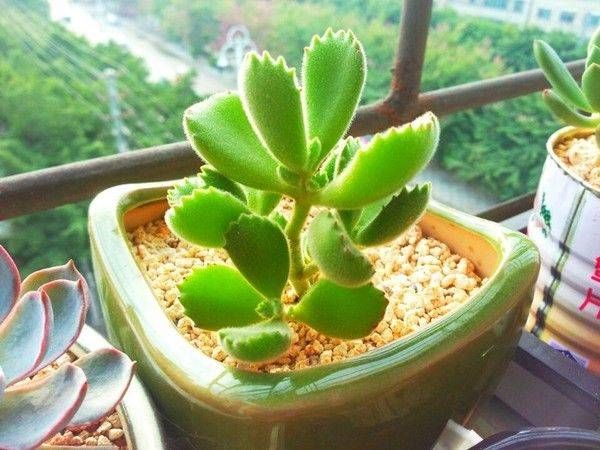  「植株生长」熊童子砍头后这样养护，叶片肥厚，株形好看